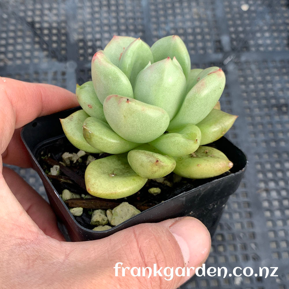 Echeveria Avocado cream | 奶油鳄梨