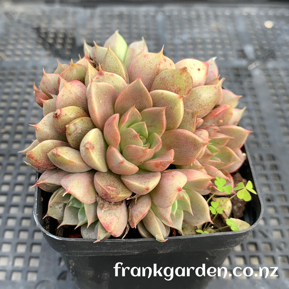 Echeveria Mrs Rose | 玫瑰夫人