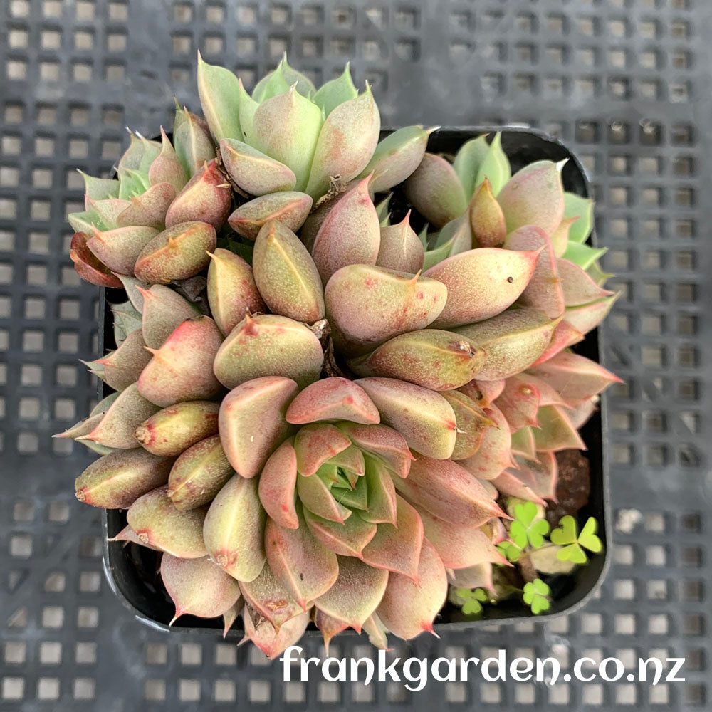 Echeveria Mrs Rose | 玫瑰夫人