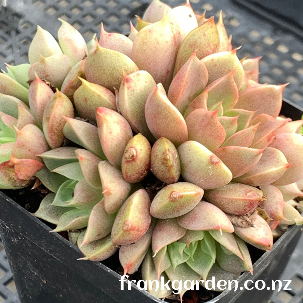 Echeveria Mrs Rose | 玫瑰夫人
