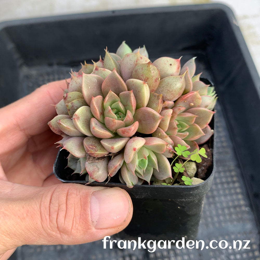 Echeveria Mrs Rose | 玫瑰夫人