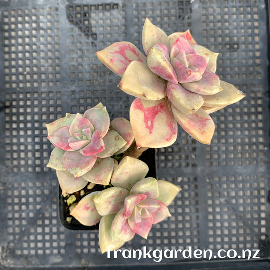 Echeveria Purple delight | 紫乐