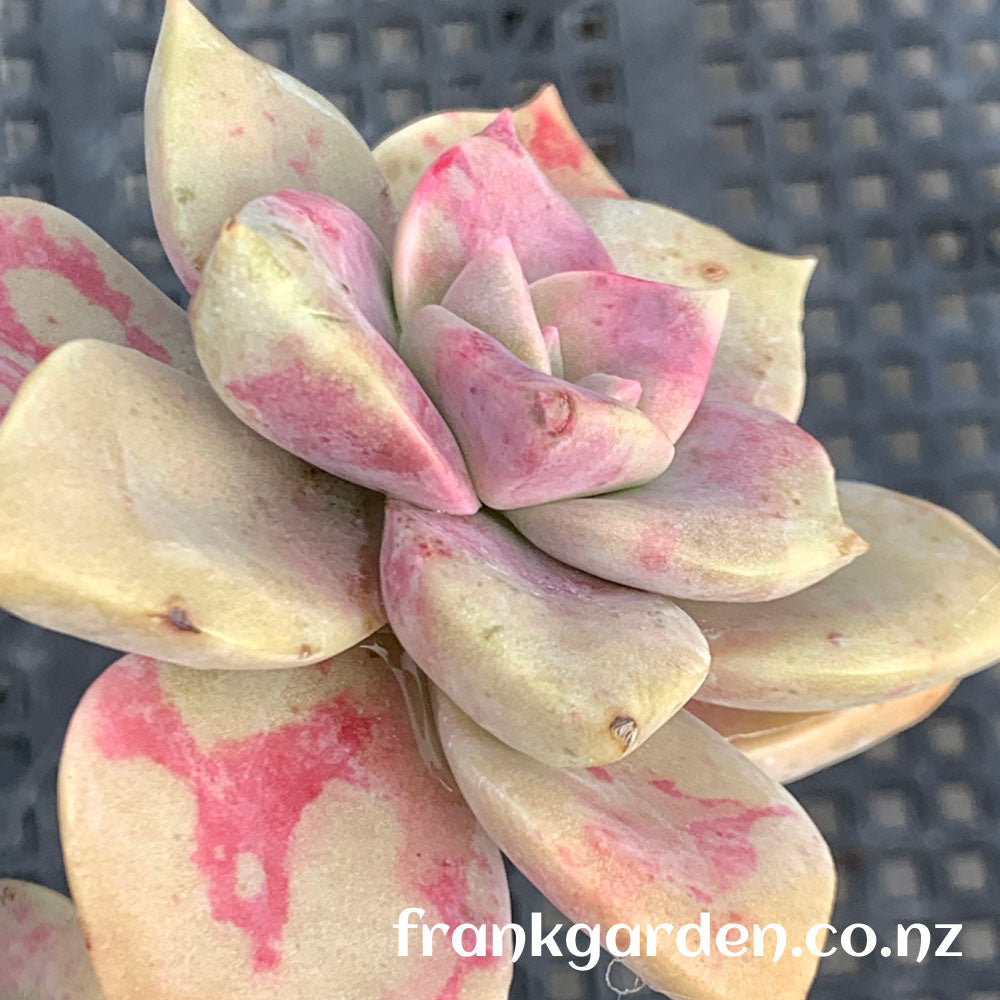 Echeveria Purple delight | 紫乐