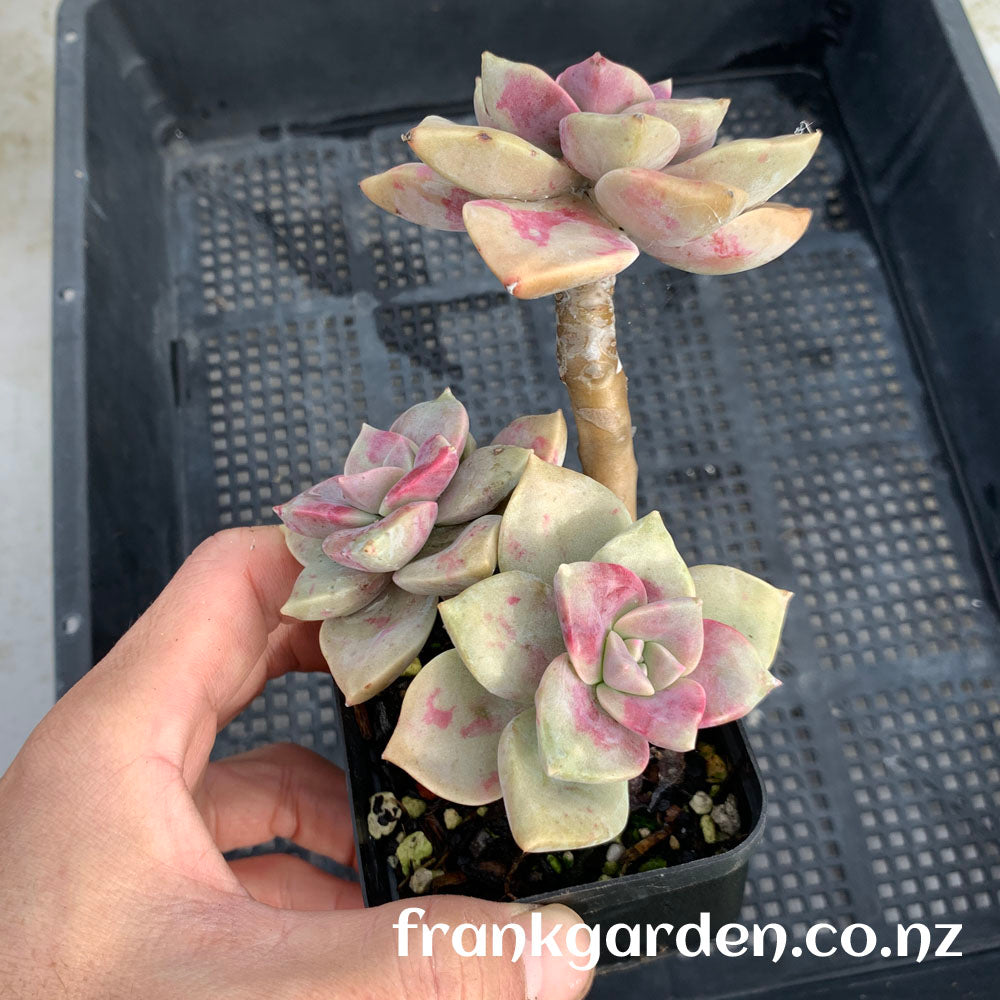 Echeveria Purple delight | 紫乐