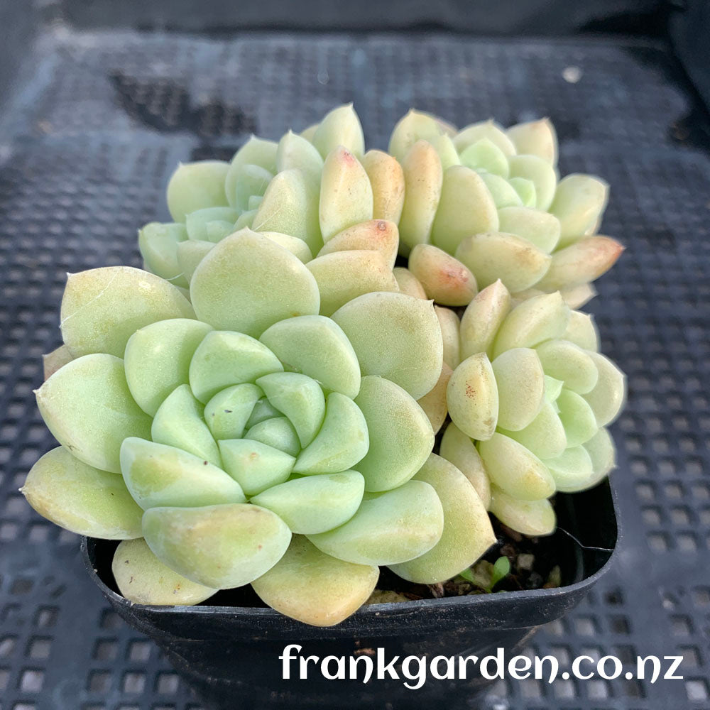 Echeveria Cream jelly | 奶油果冻