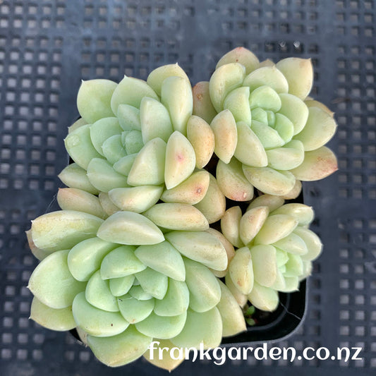 Echeveria Cream jelly | 奶油果冻