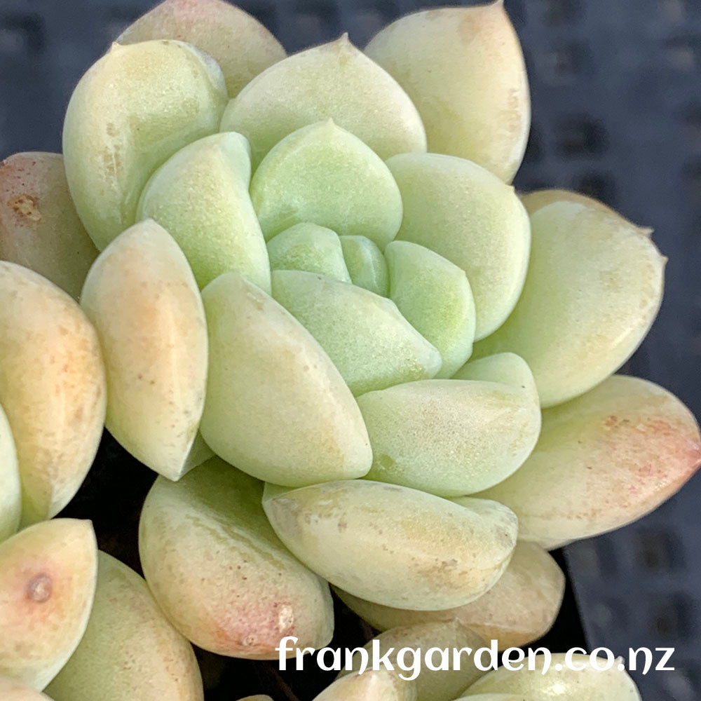 Echeveria Cream jelly | 奶油果冻
