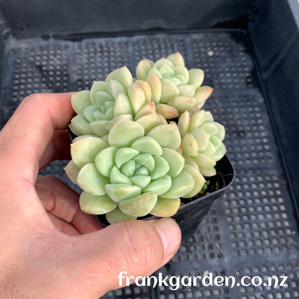 Echeveria Cream jelly | 奶油果冻