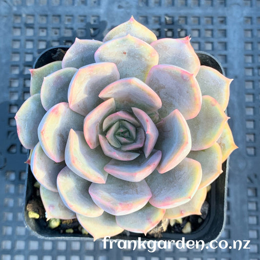Echeveria Fiona | 菲奥娜