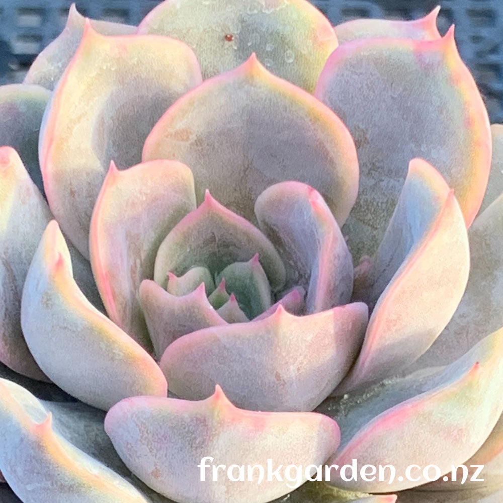 Echeveria Fiona | 菲奥娜