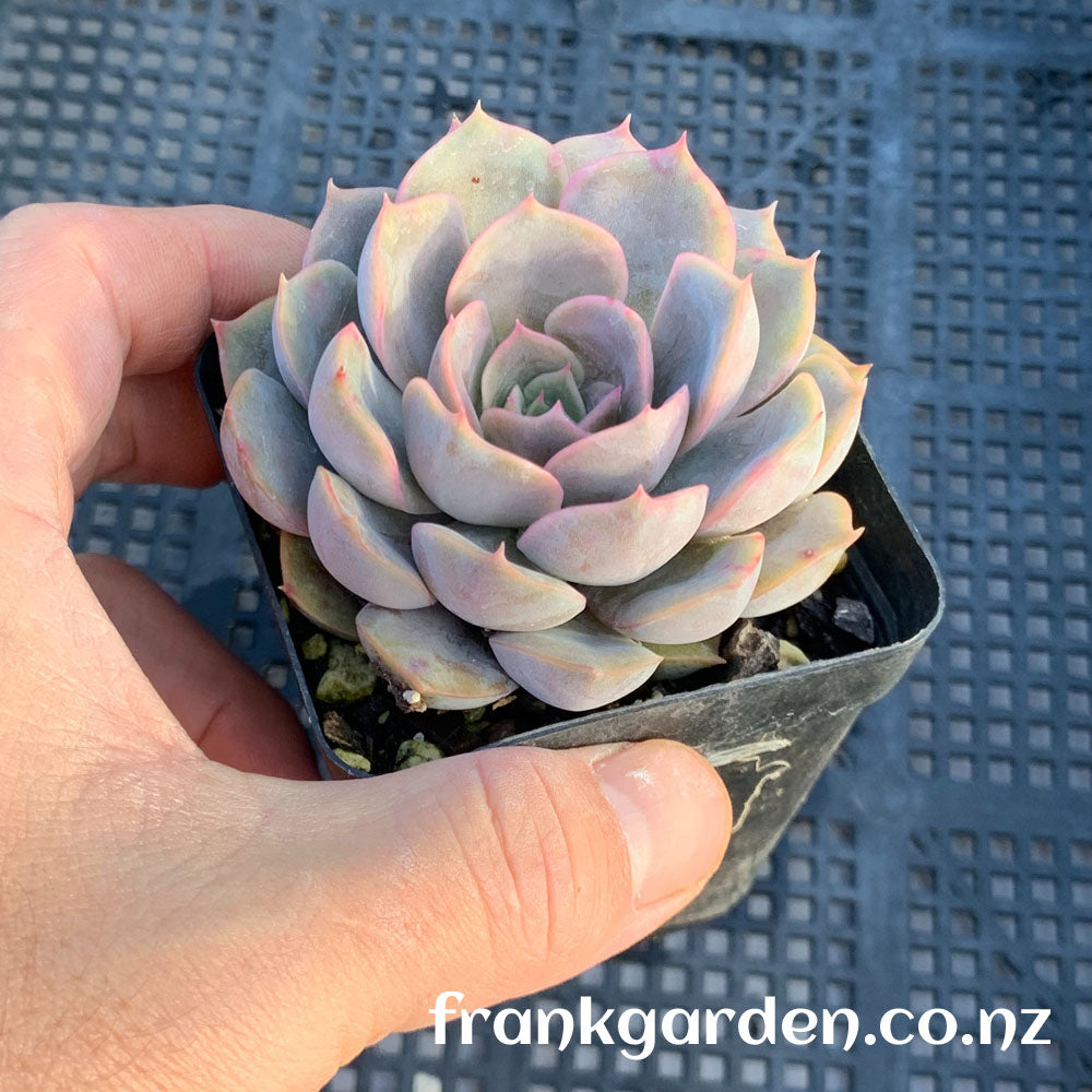 Echeveria Fiona | 菲奥娜