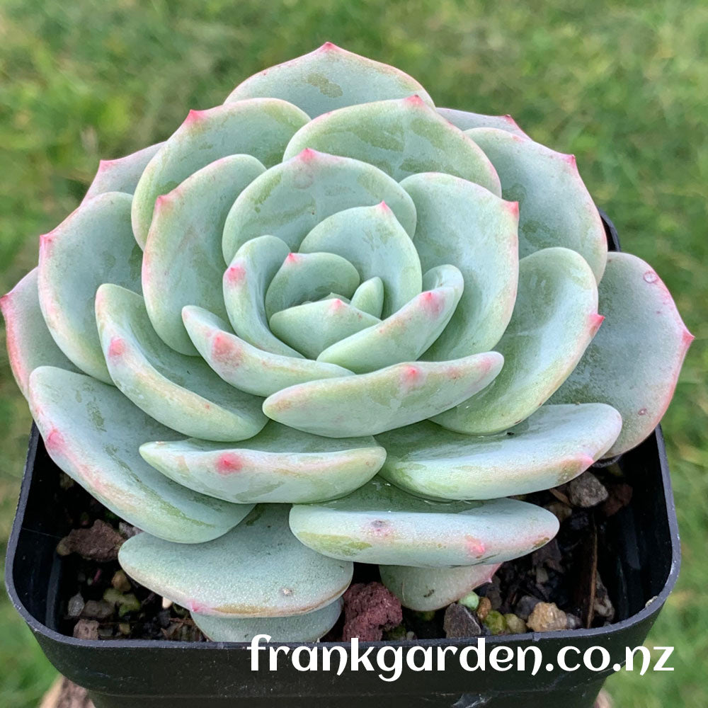 Echeveria Mont Blanc | 勃朗峰 – FrankGarden