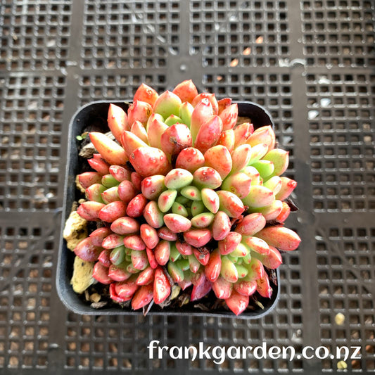 Sedeveria Pink ruby | 红宝石