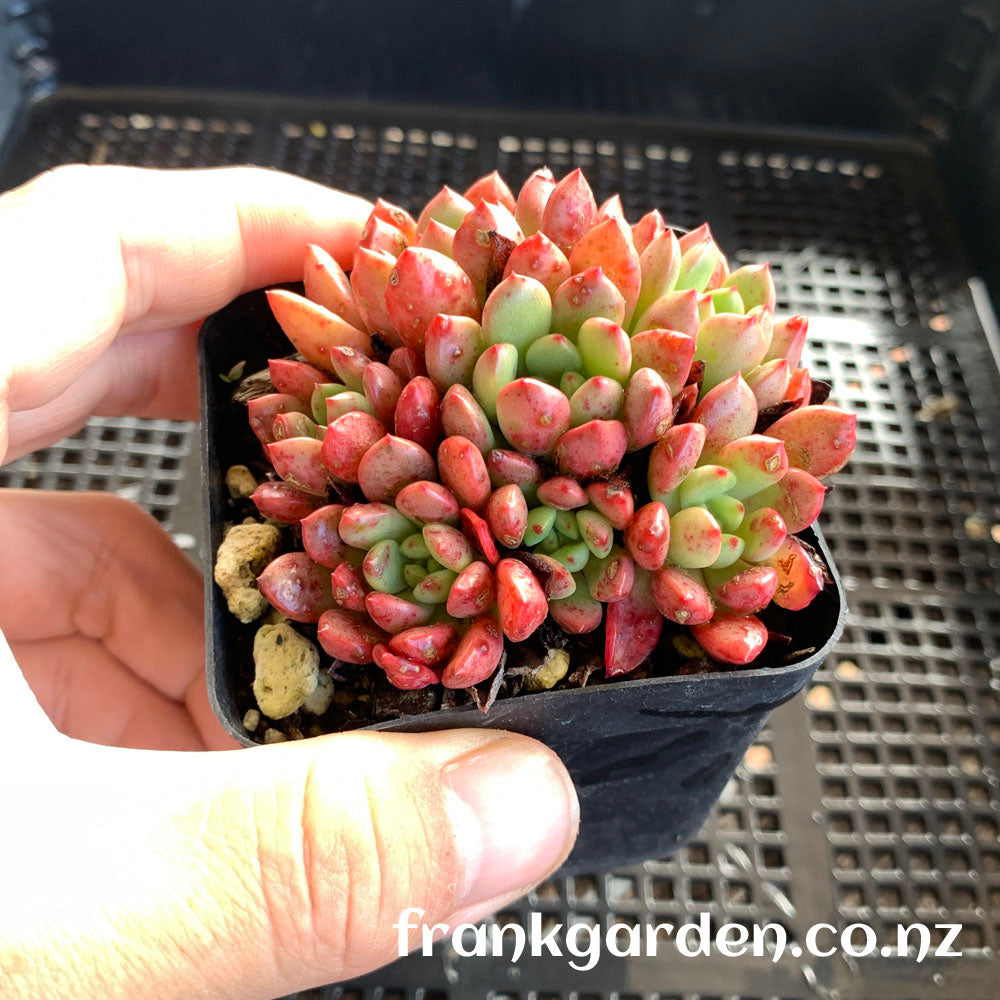Sedeveria Pink ruby | 红宝石