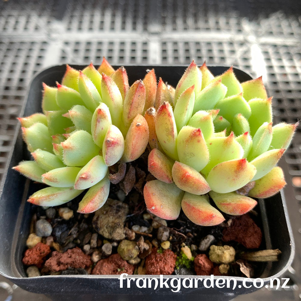 Echeveria Derosa | 玫瑰莲