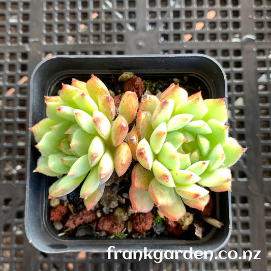 Echeveria Derosa | 玫瑰莲