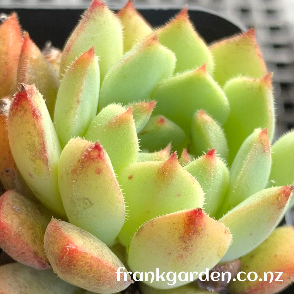 Echeveria Derosa | 玫瑰莲