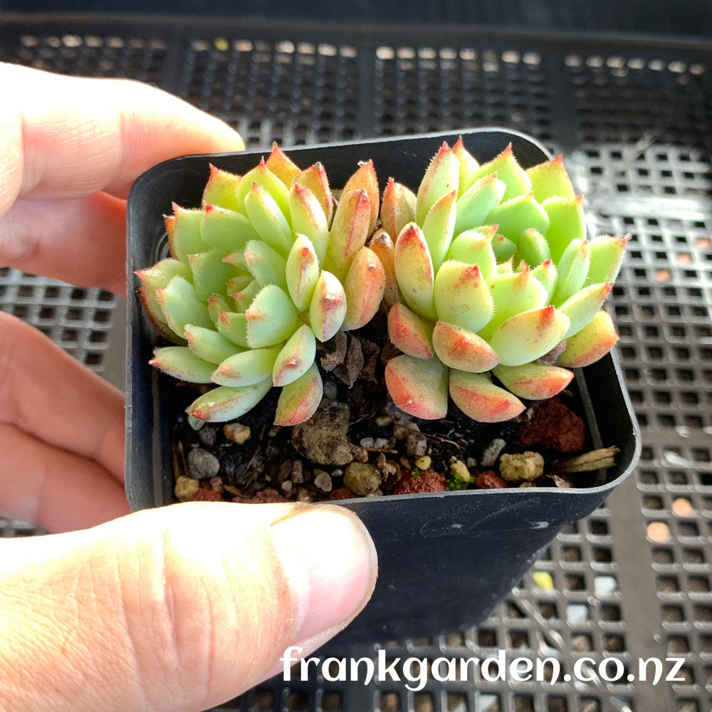 Echeveria Derosa | 玫瑰莲