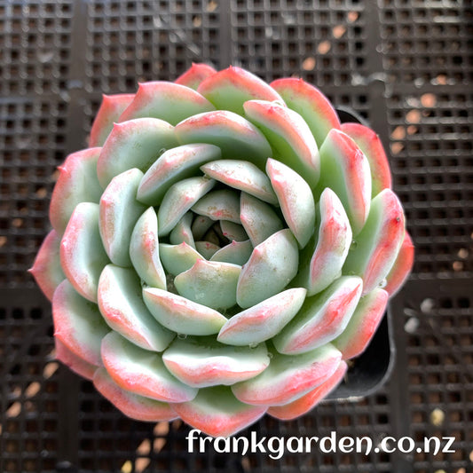 Echeveria Sasa | 莎莎女王