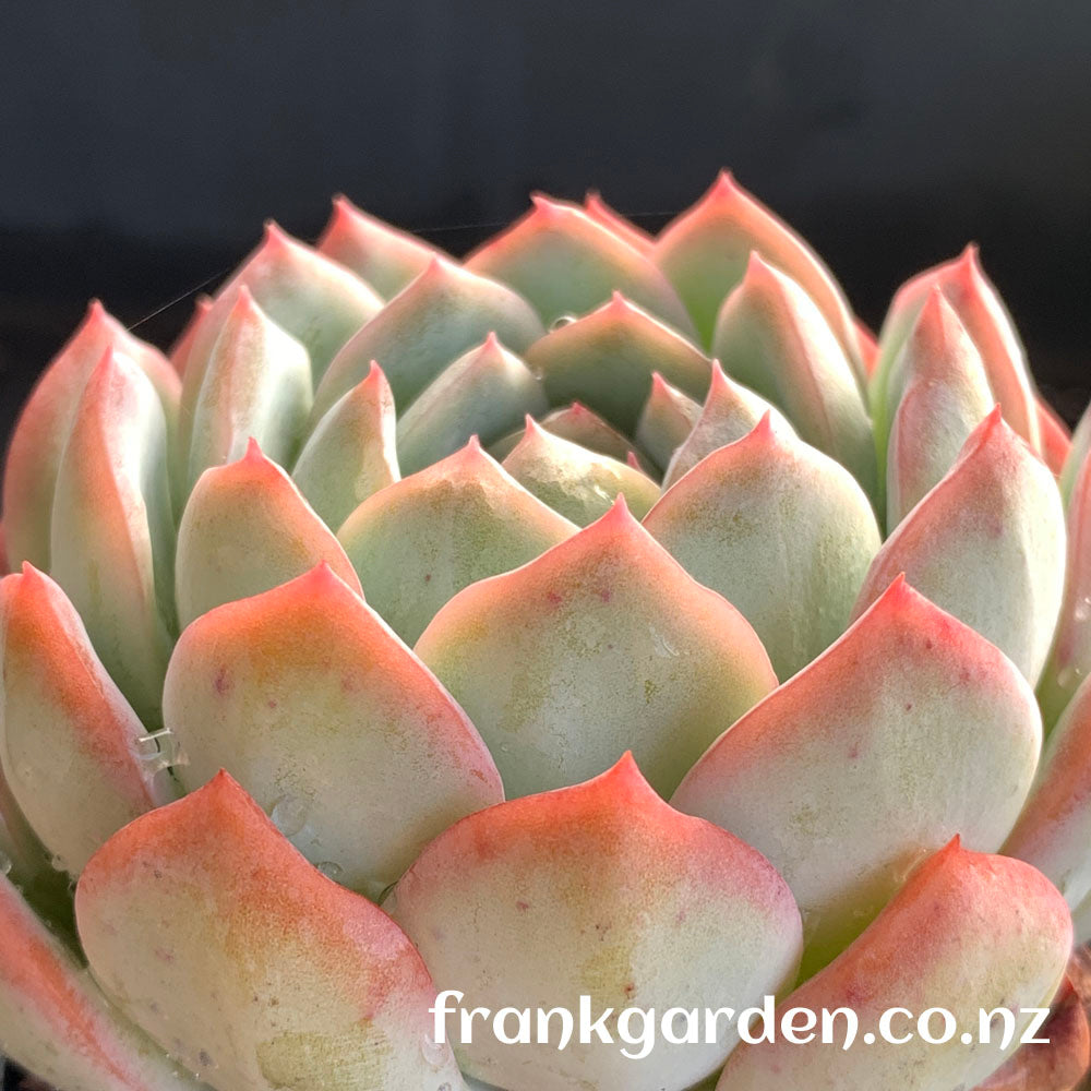 Echeveria Sasa | 莎莎女王