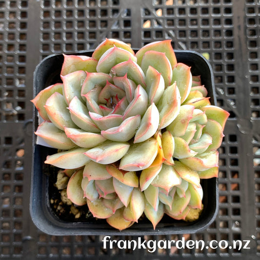 Echeveria Orion | 猎户座