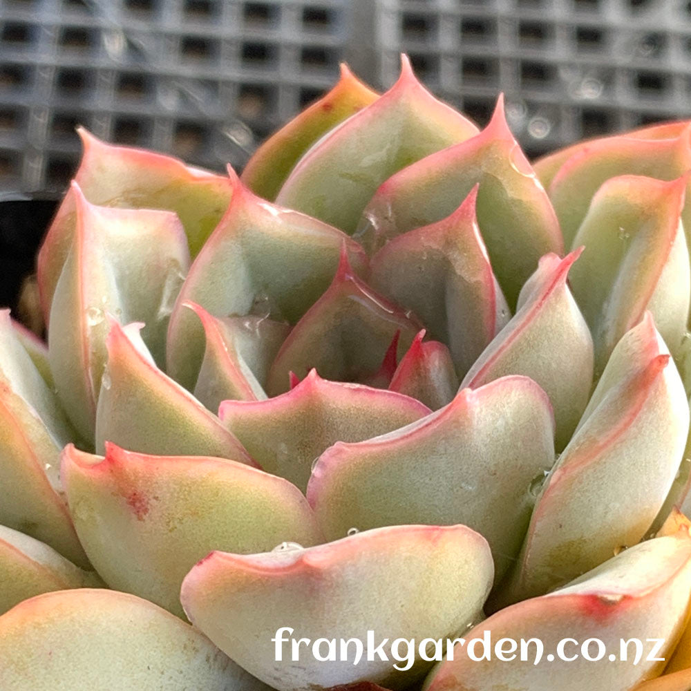 Echeveria Orion | 猎户座