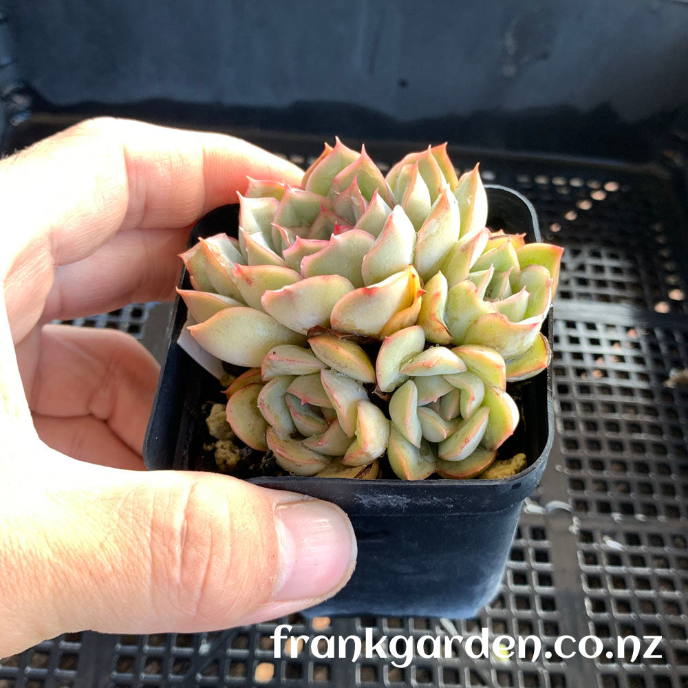 Echeveria Orion | 猎户座