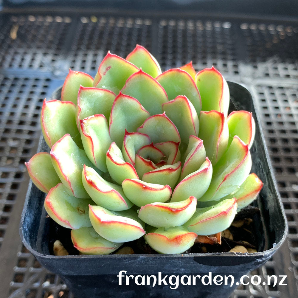 Echeveria Pulidonis | 花月夜