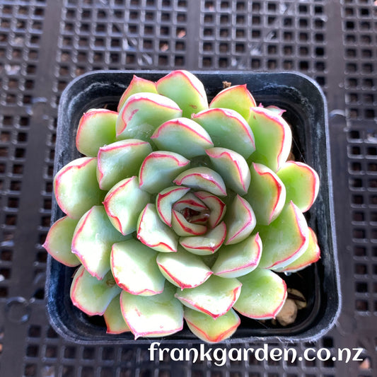 Echeveria Pulidonis | 花月夜