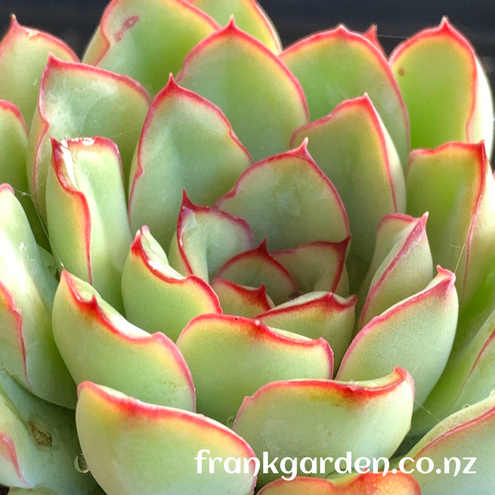 Echeveria Pulidonis | 花月夜