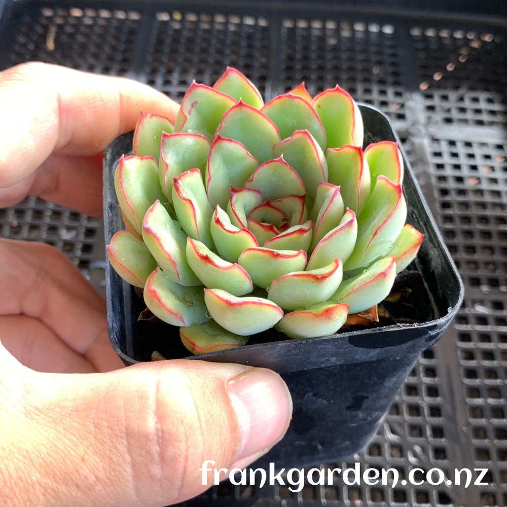 Echeveria Pulidonis | 花月夜