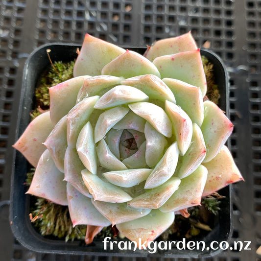 Echeveria Pure love | 纯爱 爱情