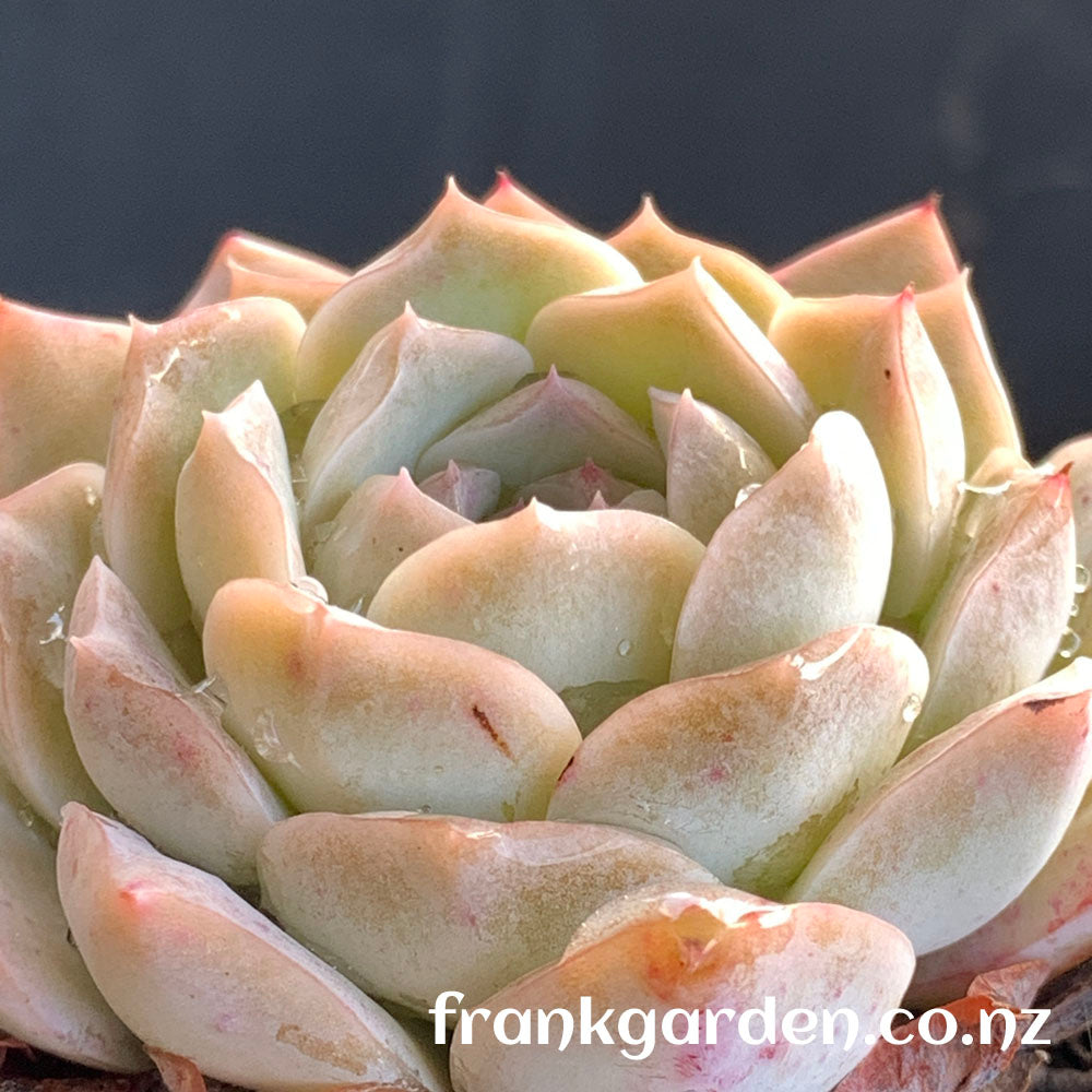 Echeveria Pure love | 纯爱 爱情