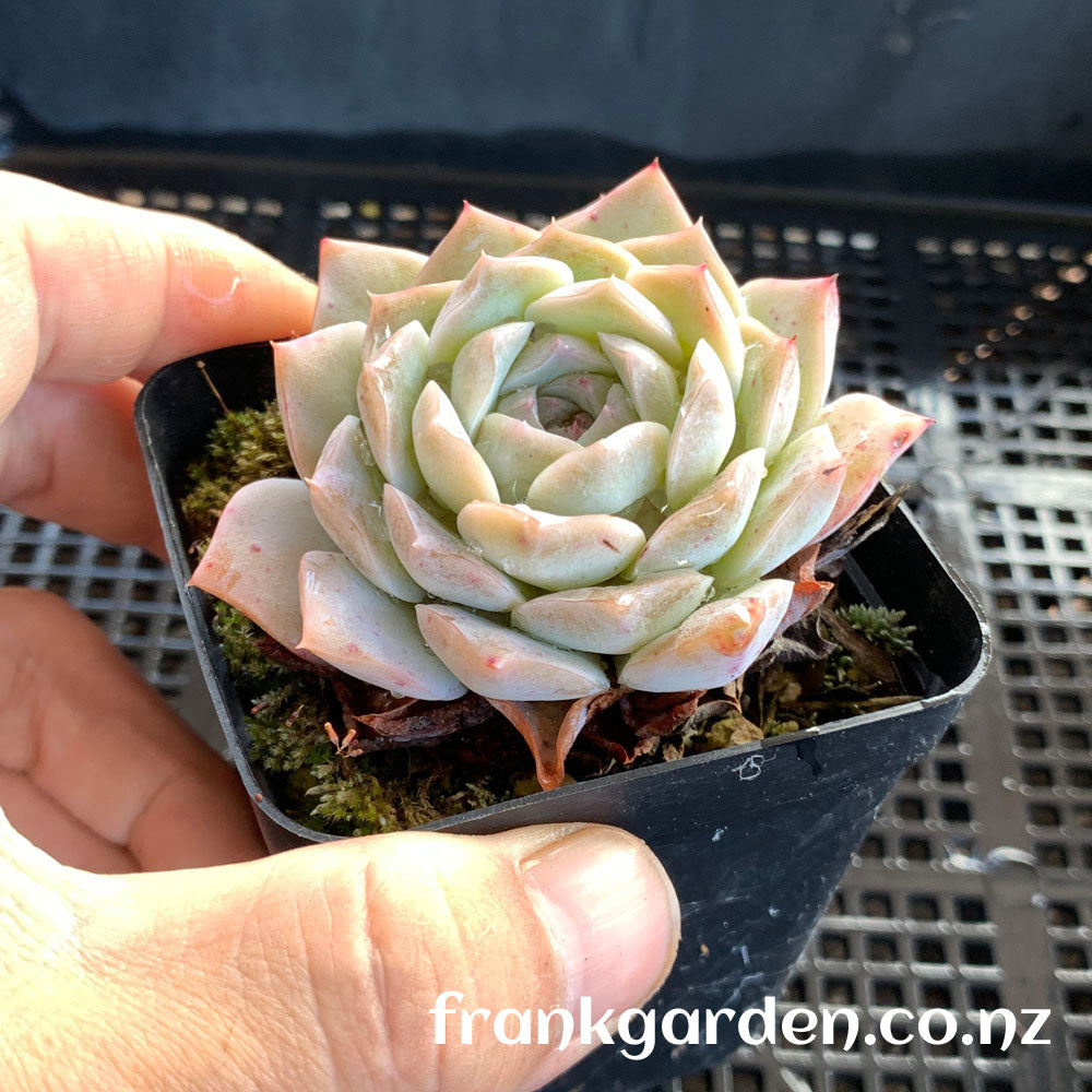 Echeveria Pure love | 纯爱 爱情