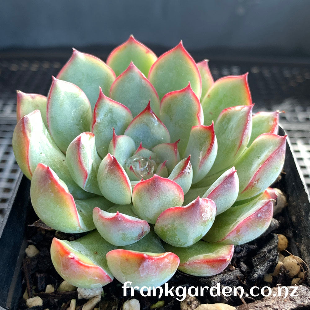 Echeveria Hercules | 武仙座