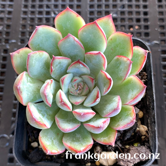 Echeveria Hercules | 武仙座