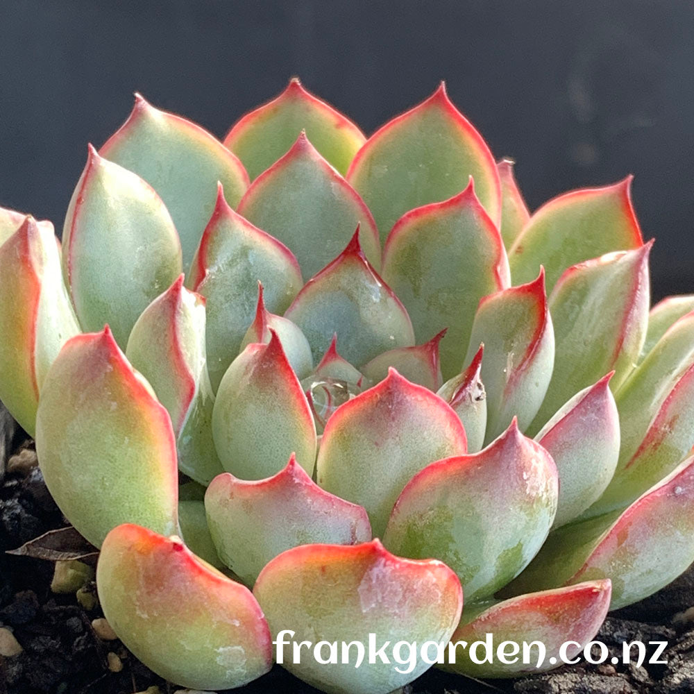 Echeveria Hercules | 武仙座