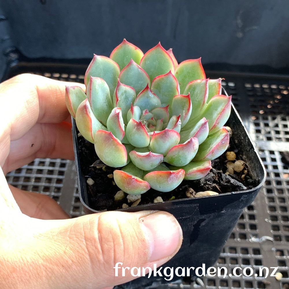 Echeveria Hercules | 武仙座