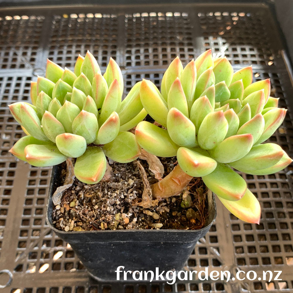 Echeveria Green apple | 青苹果