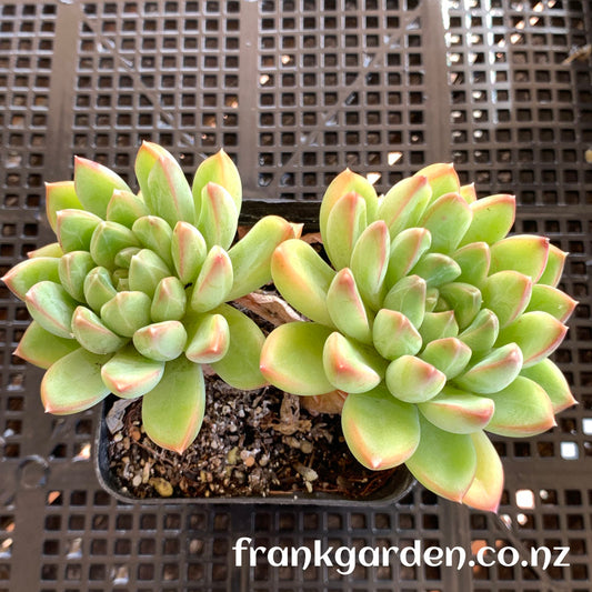 Echeveria Green apple | 青苹果