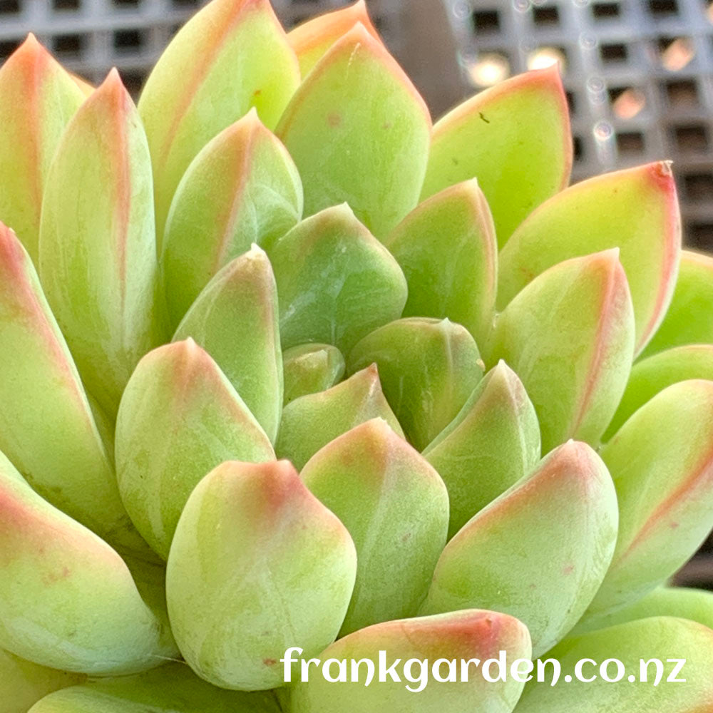 Echeveria Green apple | 青苹果
