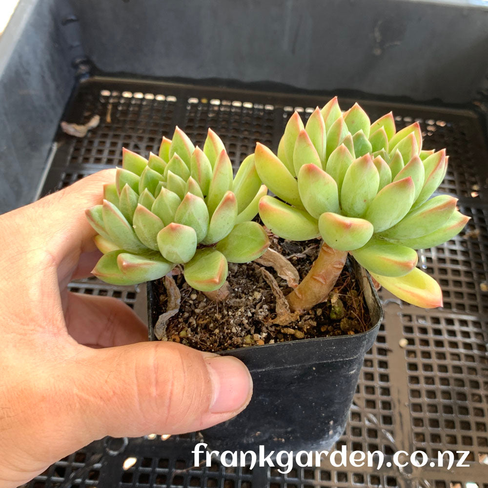 Echeveria Green apple | 青苹果