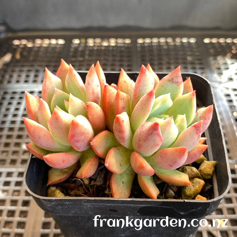Echeveria Alba aloha