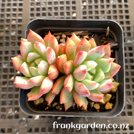 Echeveria Alba aloha