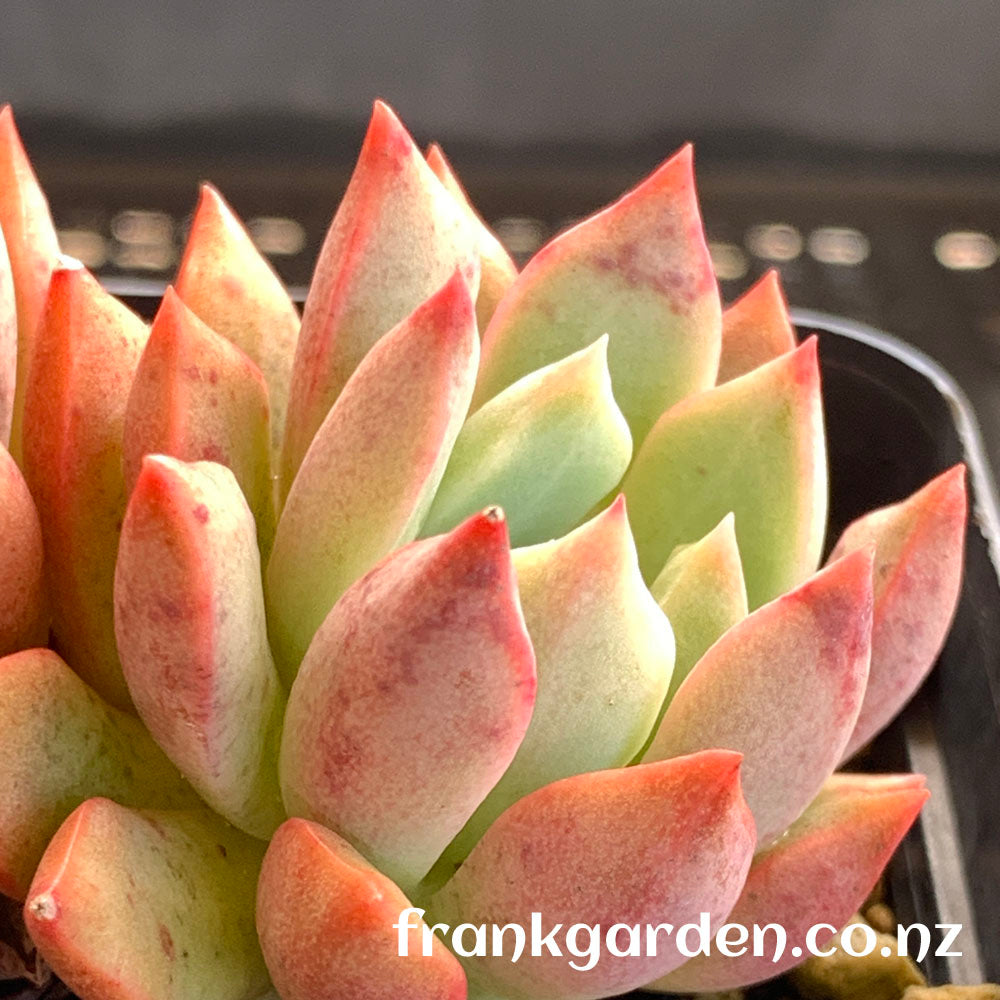 Echeveria Alba aloha