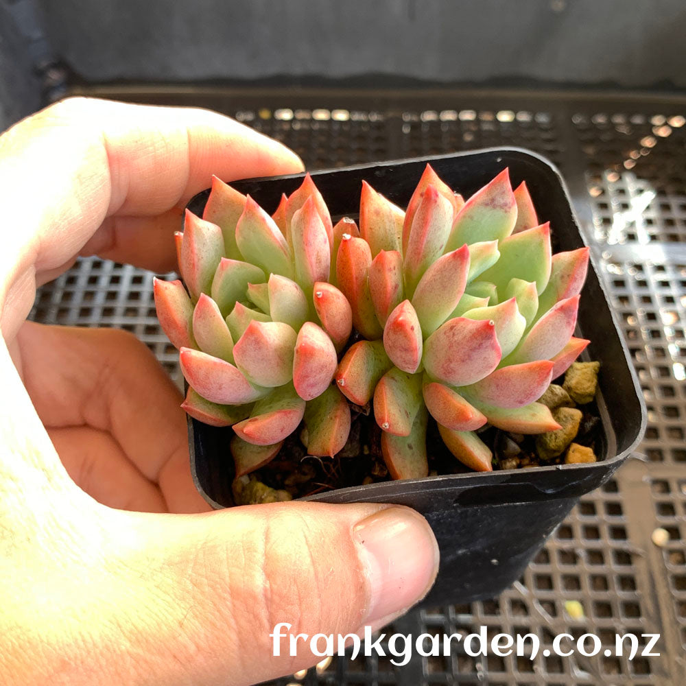 Echeveria Alba aloha