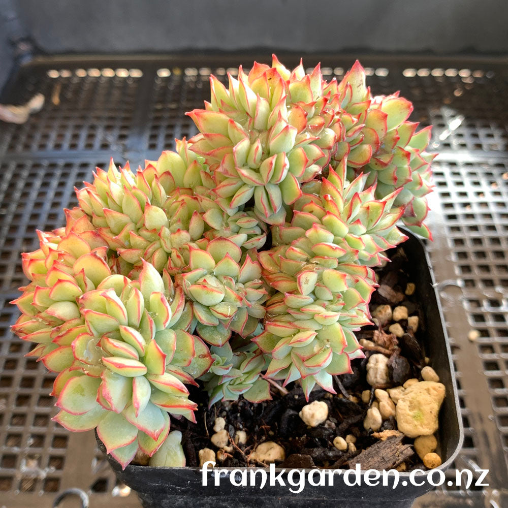 Echeveria Moon goddess Crested | 月光女神缀化