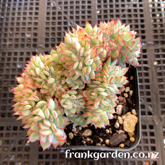 Echeveria Moon goddess Crested | 月光女神缀化