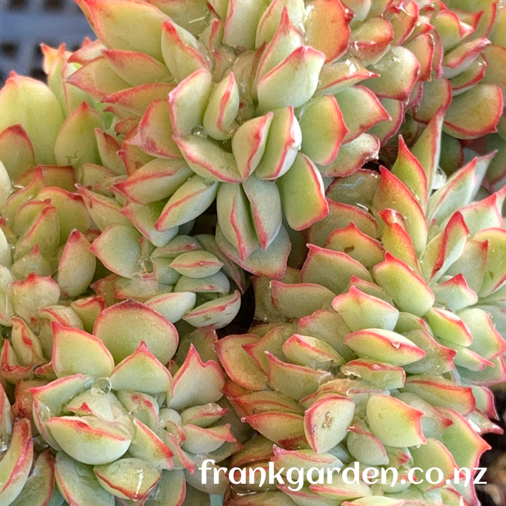 Echeveria Moon goddess Crested | 月光女神缀化
