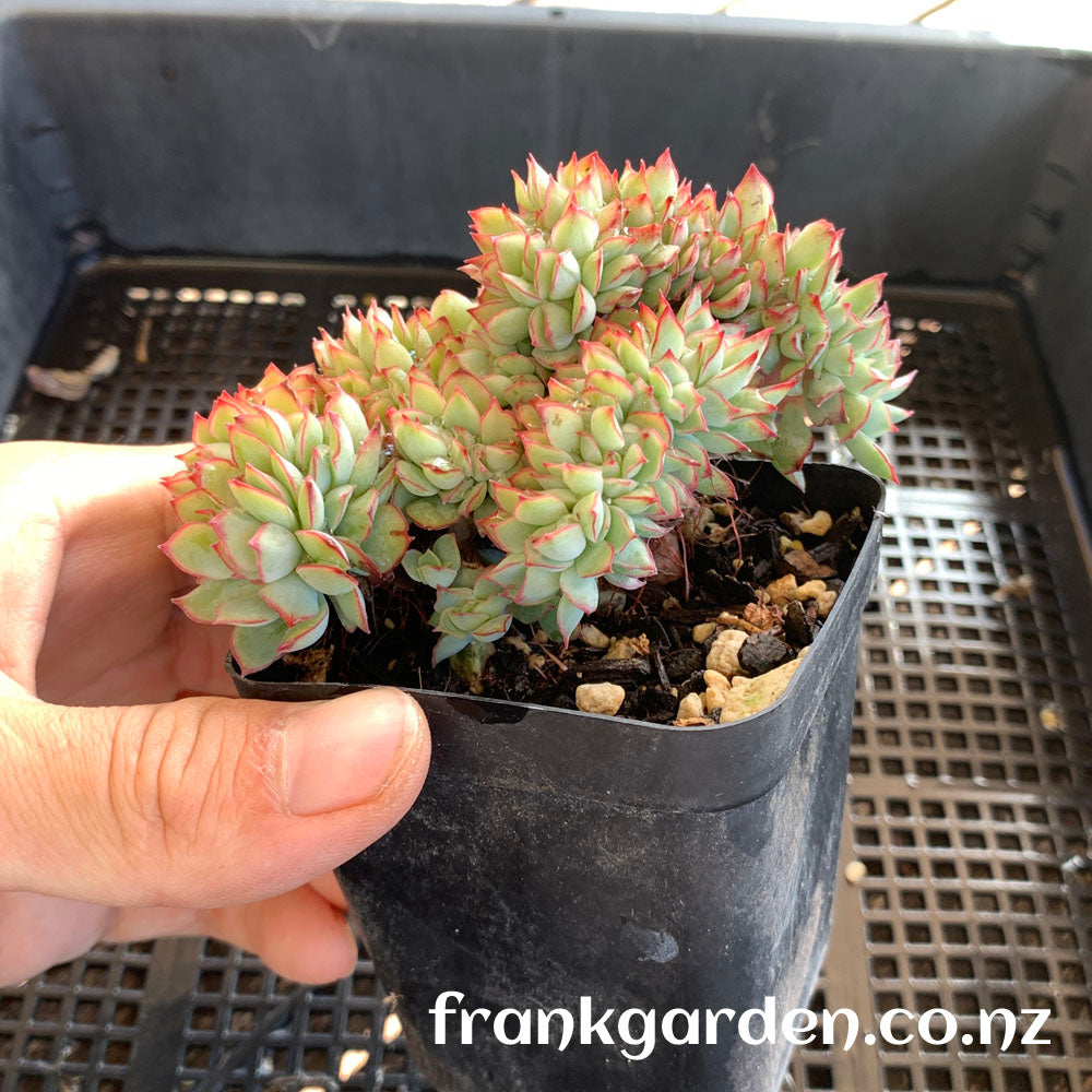 Echeveria Moon goddess Crested | 月光女神缀化